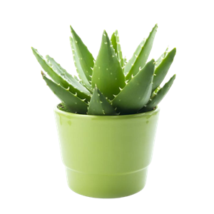Ingredient-aloeVera